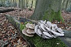 Pleurotus ostreatus Oyster mushroom