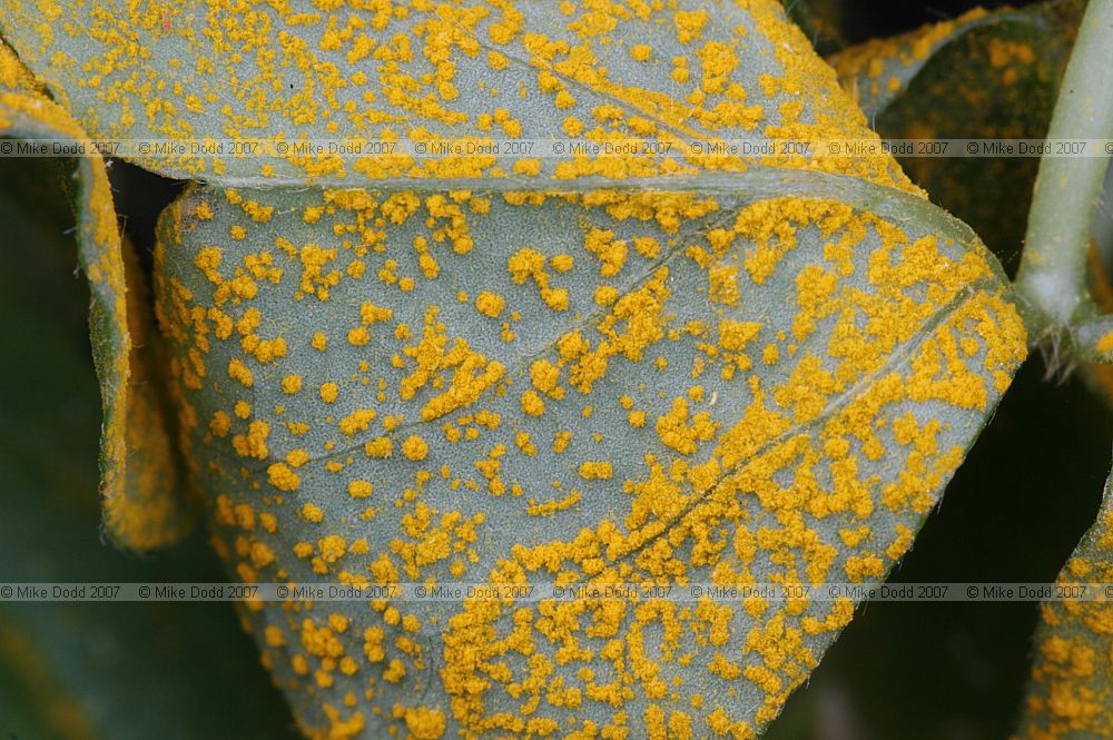 Puccinia oxalidis (?) rust on Oxalis leaf