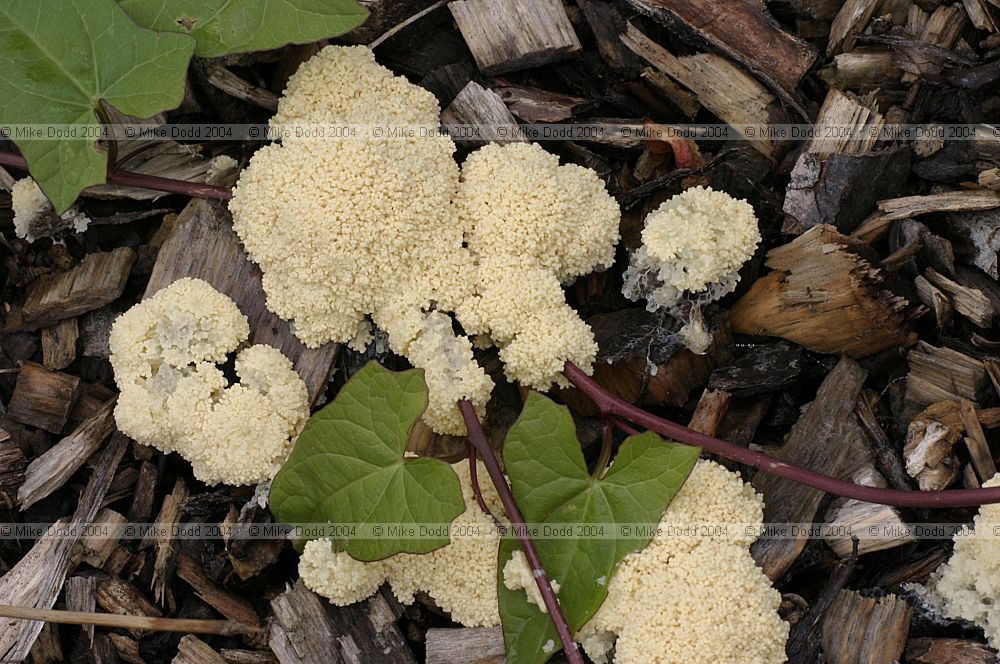 Reticularia (?) Slime mould