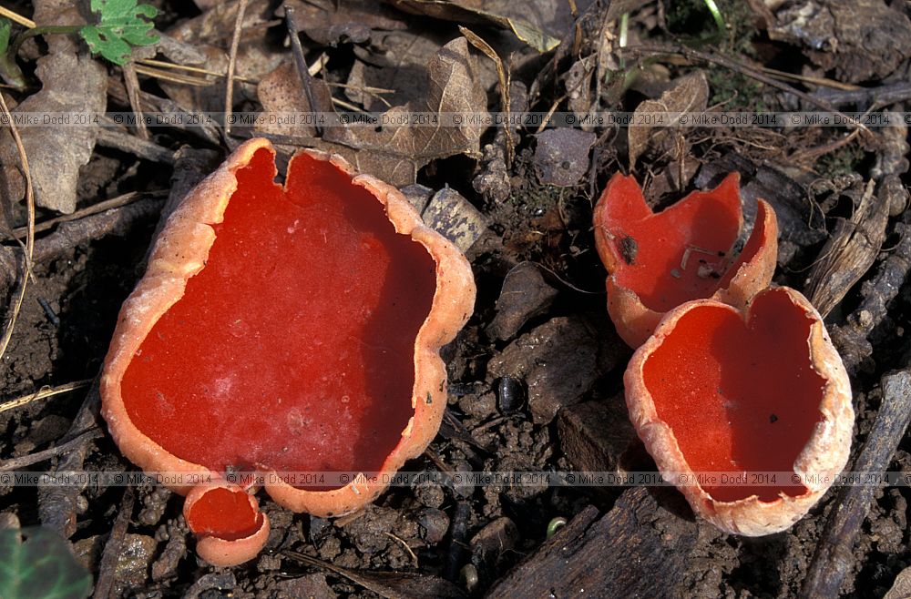 Sarcoscypha austriaca Scarlet elf cup