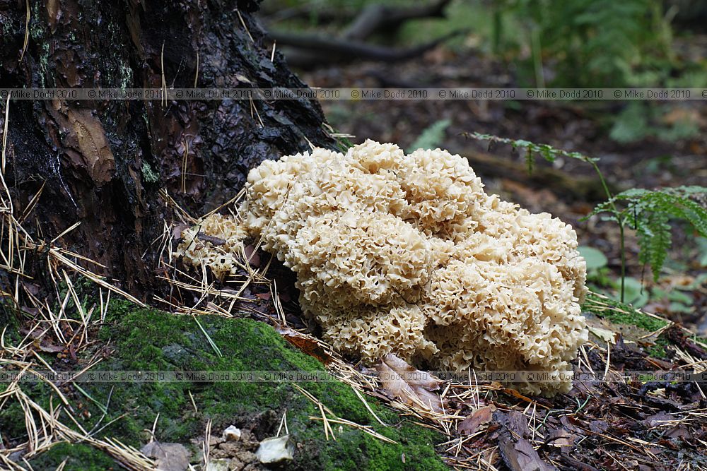 Sparassis crispus Cauliflower Fungus