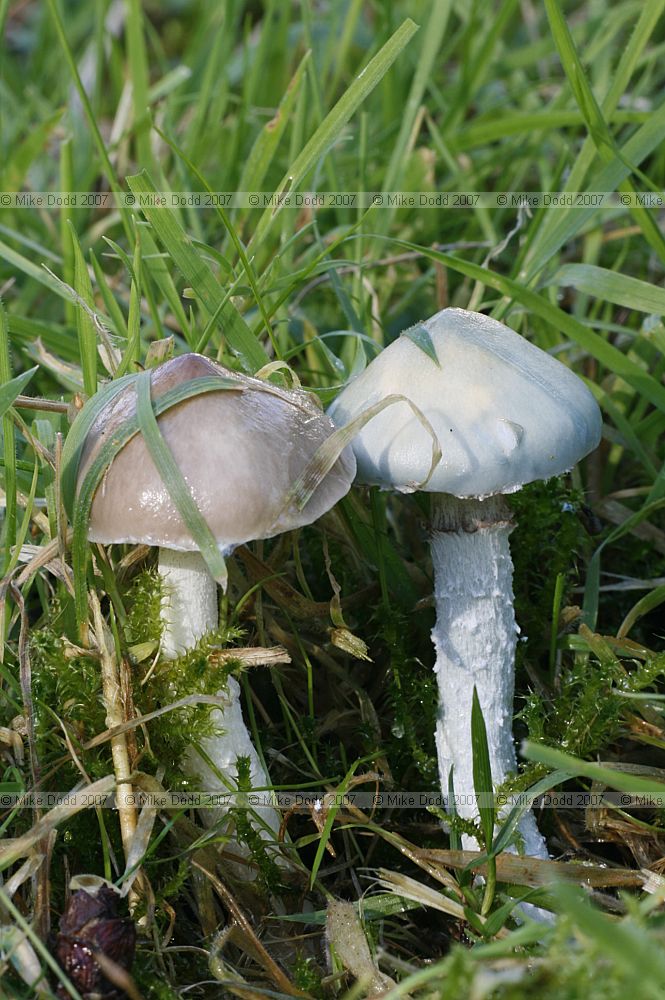 Stropharia sp showing change in colour after heavy rain and washed out appearance of blue/green cap in strong sunlight.