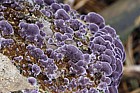 Trichaptum abietinum Purplepore Bracket