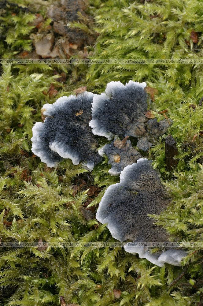 Tyromyces caesius syn Postia caesia (rather bigger and more blue green than it should be) Conifer blueing bracket