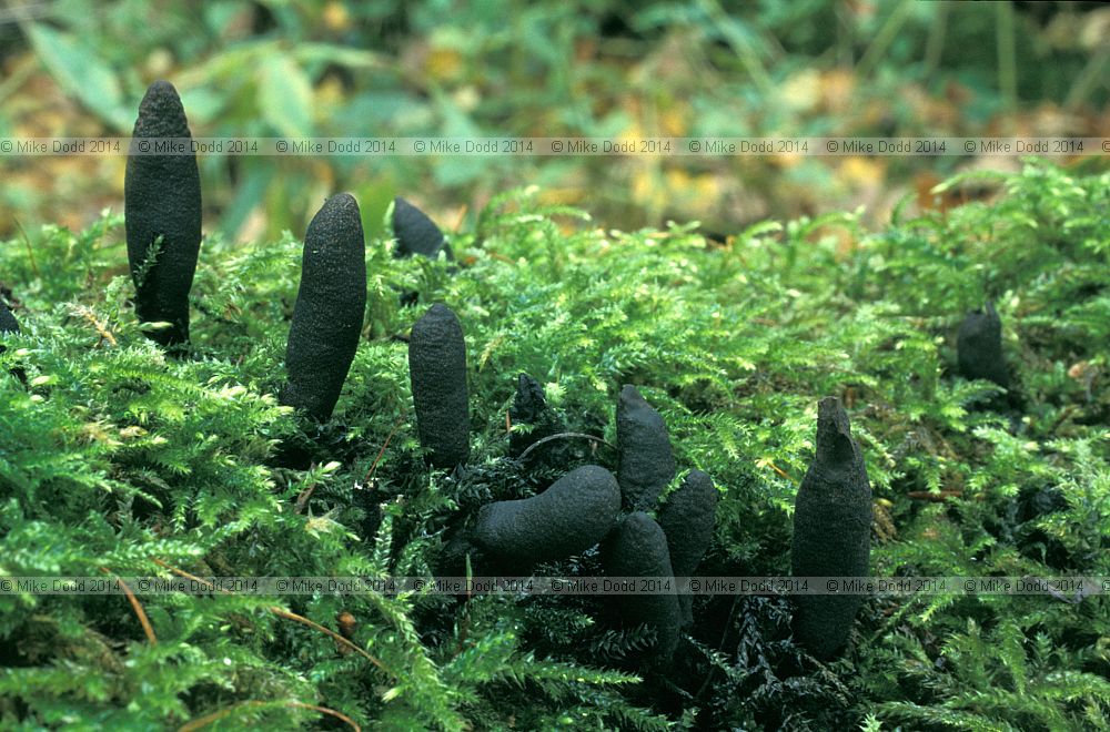 Xylaria polymorpha Dead man's fingers