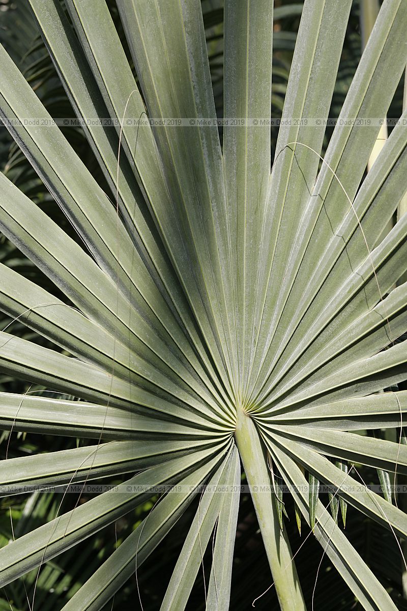 Bismarckia nobilis Bismarck palm