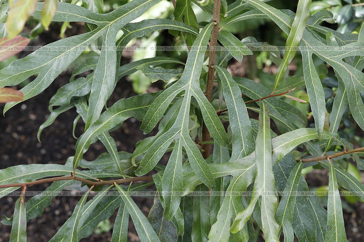Buckinghamia celsissima showing large amount of leaf variation