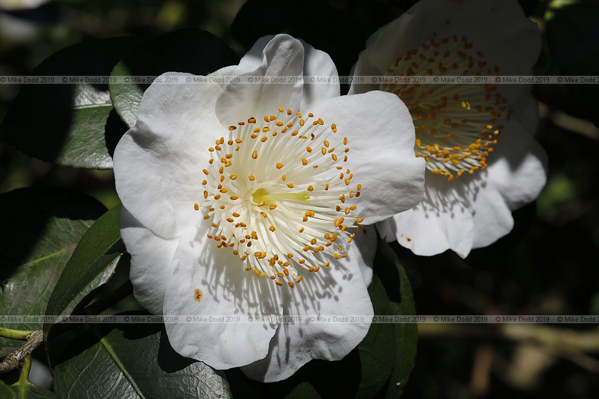Camellia japonica 'Hakutaka'