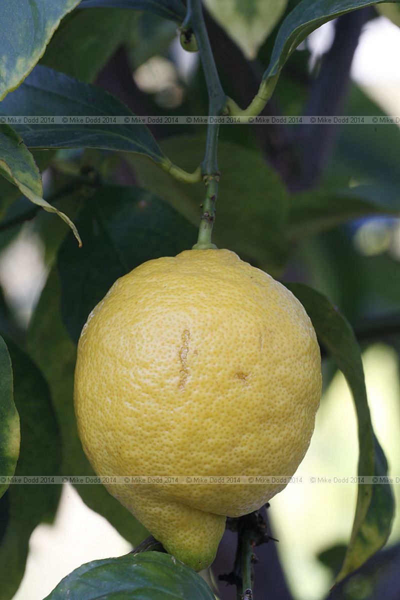Citrus limon 'Four Seasons'