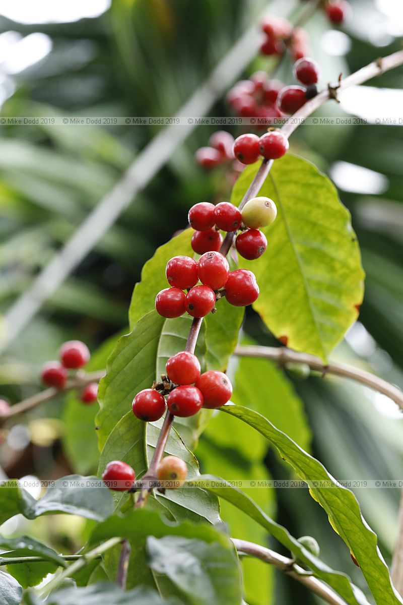 Coffea arabica Coffee