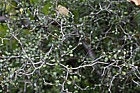 Corokia cotoneaster wire netting bush