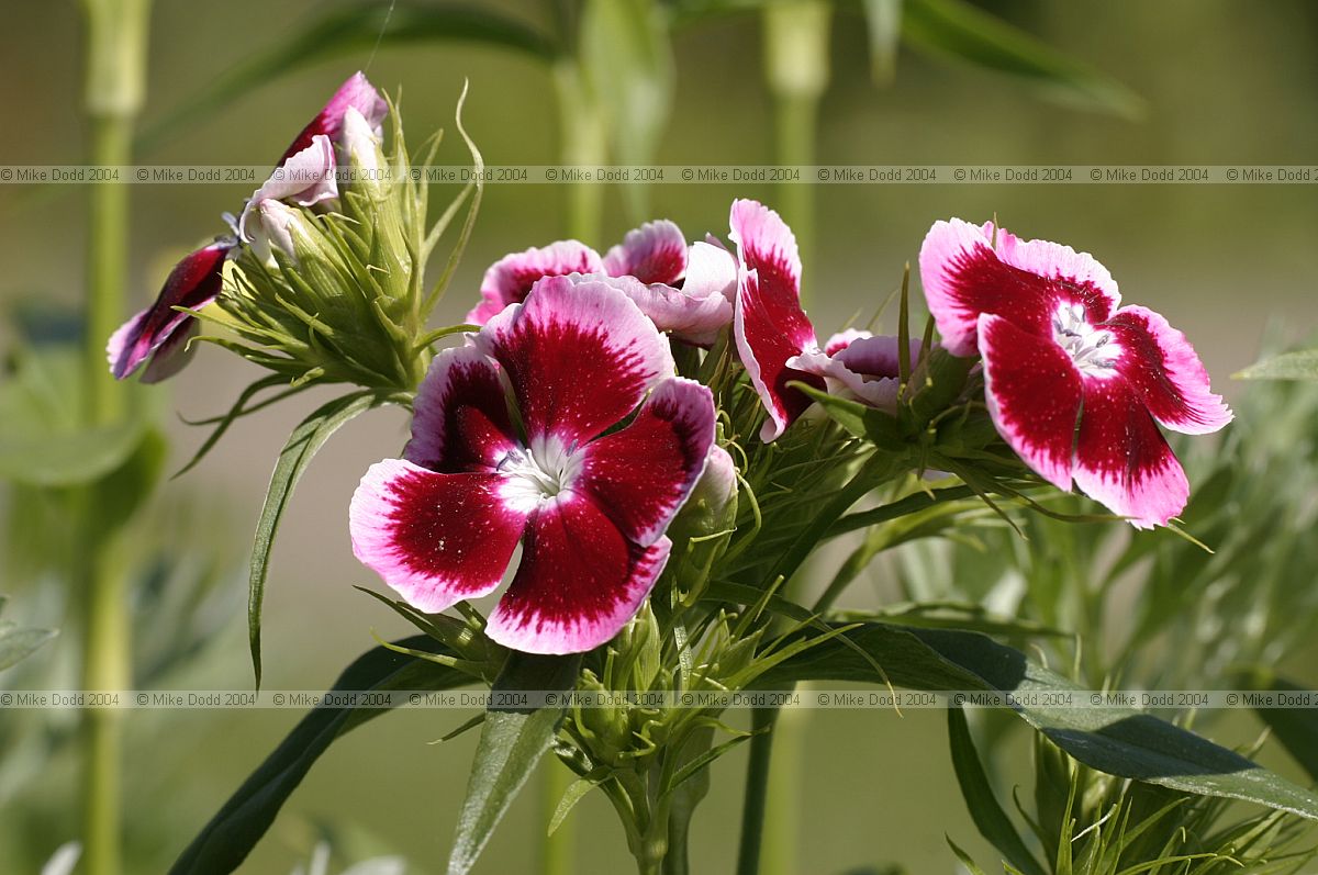 Dianthus barbatus sweet william