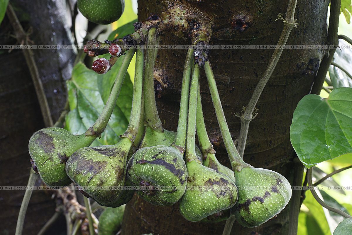 Ficus auriculata Roxburgh fig