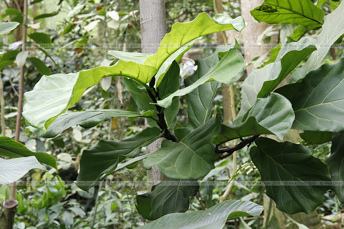 Ficus lyrata Fiddle leaf fig