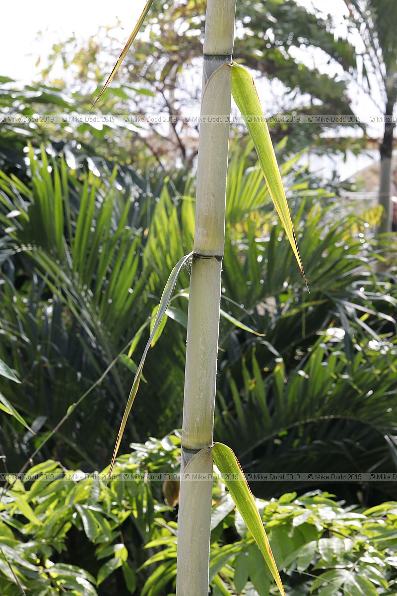 Gigantochloa verticillata Giant bamboo