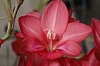 Gladiolus carmineus