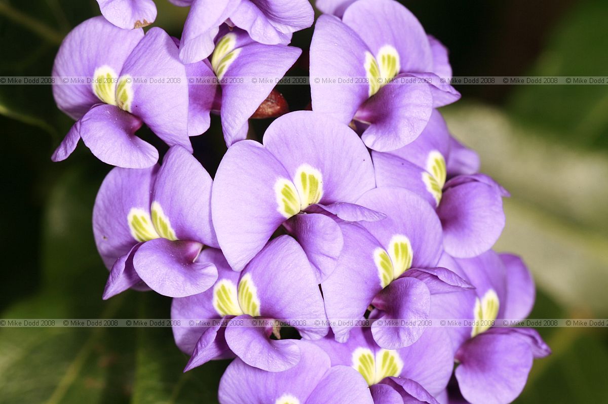Hardenbergia violacea Purple coral pea