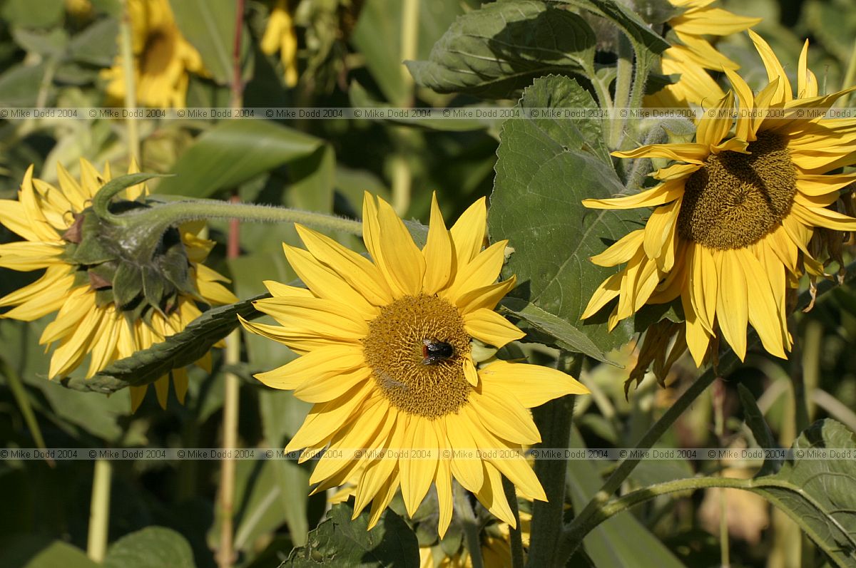 Helianthus annuus Sunflowers