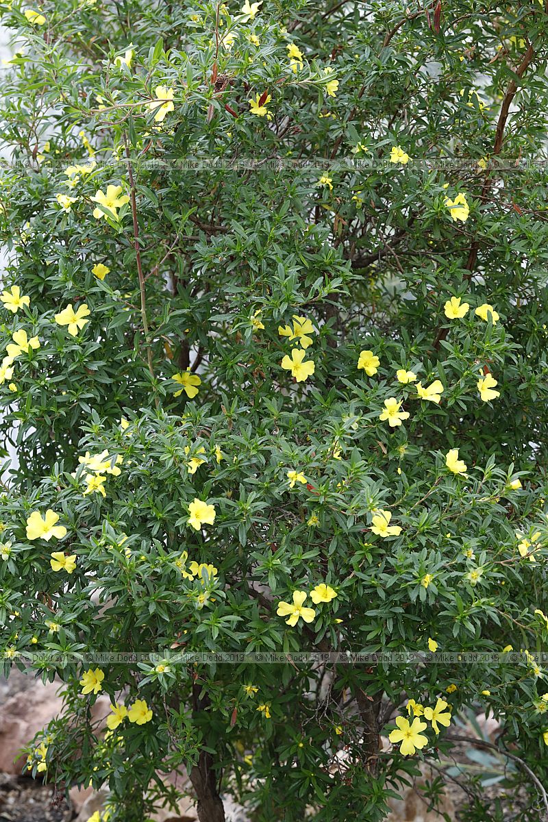 Hibbertia tetrandra
