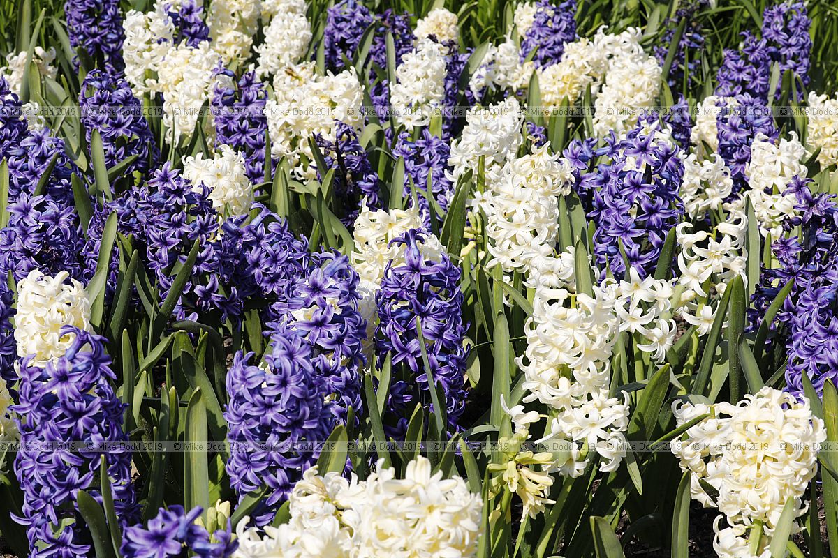 Hyacinthus orientalis 'Blue Jacket' blue and Hyacinthus orientalis 'City of Haarlem' cream