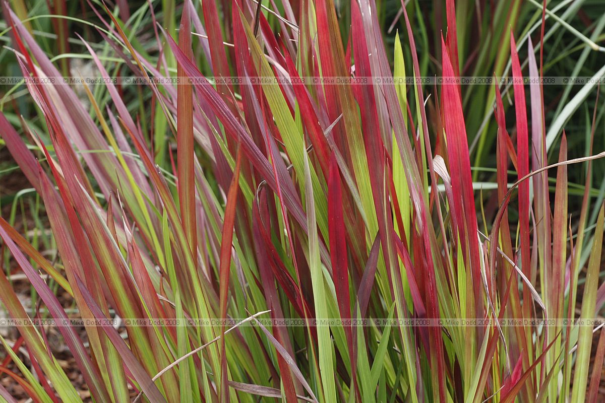 Imperata cylindrica 'Rubra' Japanese blood grass