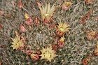 Mammillaria bocasana subsp eschauzieri