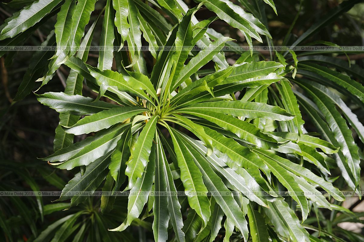Mathurina penduliflora