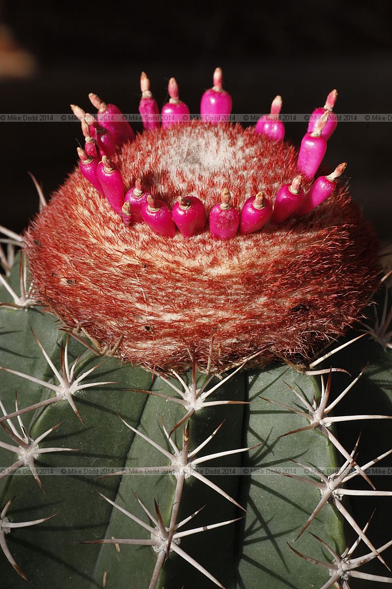 Melocactus matanzanus Turk's-cap cactus
