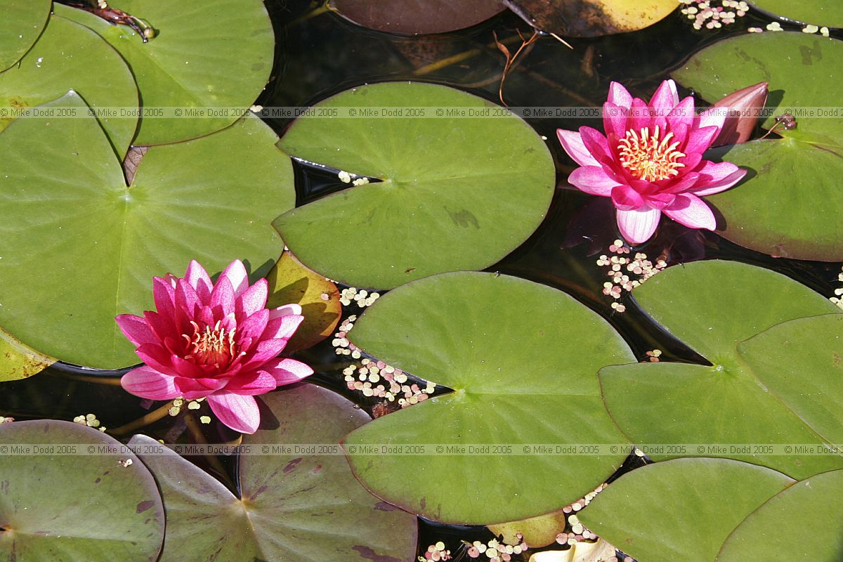 Nymphaea Water lily