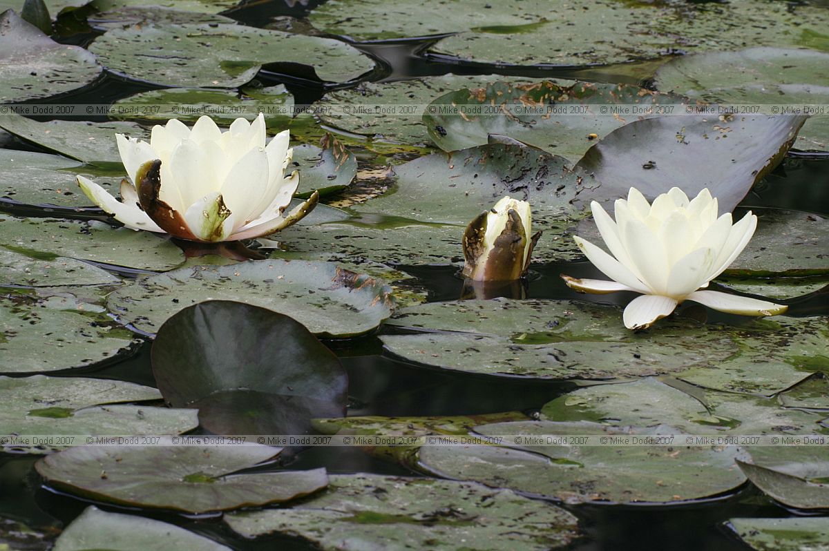 Nymphaea alba White water-lily