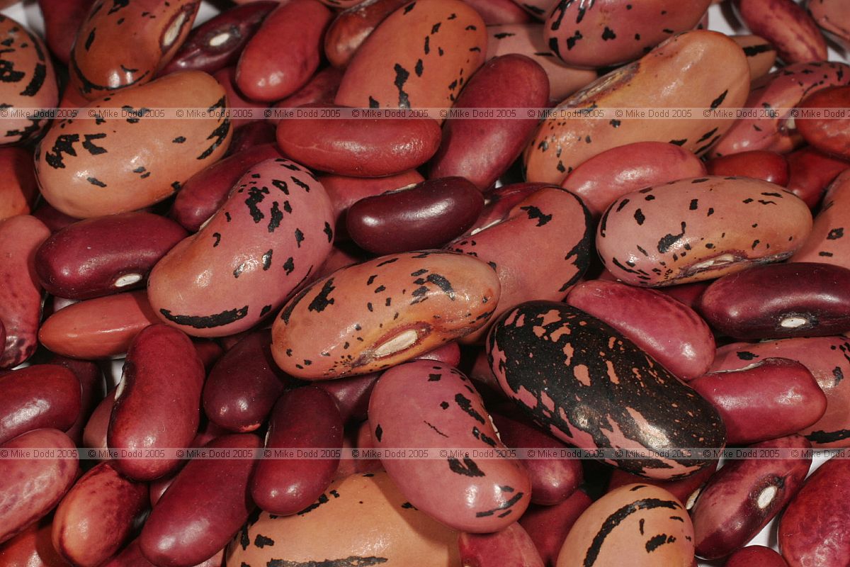 Phaseolus bean seeds