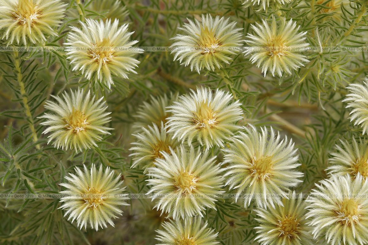 Phylica pubescens