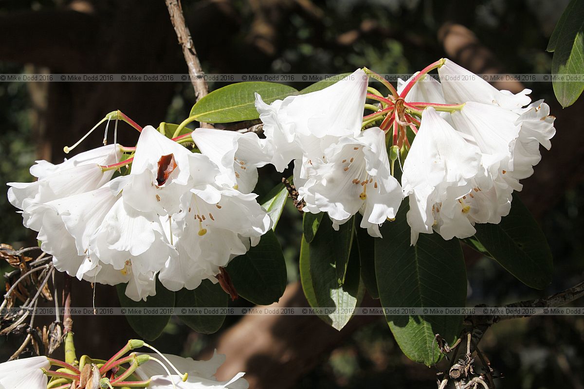 Rhododendron 'Avalanche'