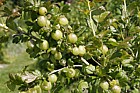 Ribes uva-crispa Gooseberries