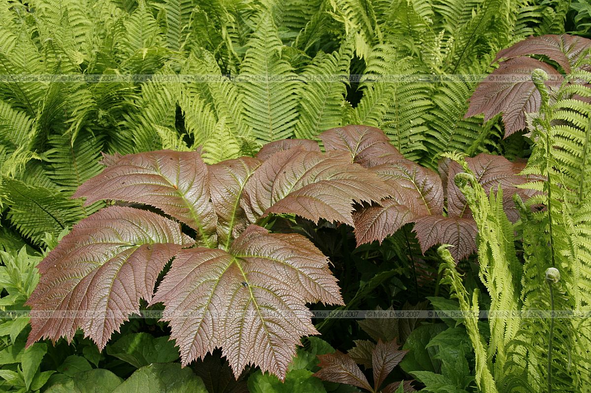 Rodgersia podophylla and ferns spring leaf contrast