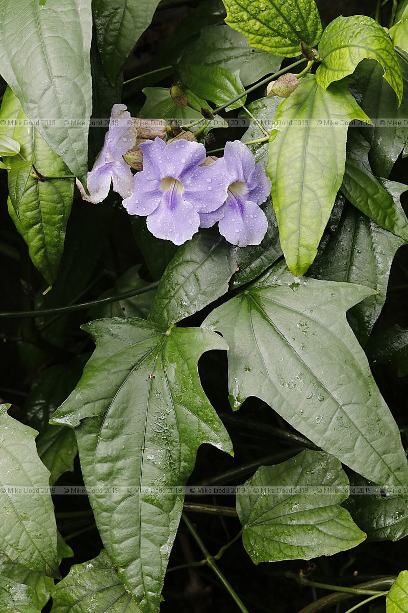 Thunbergia laurifolia Blue trumpet vine