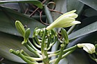 Vanilla planifolia Vanilla