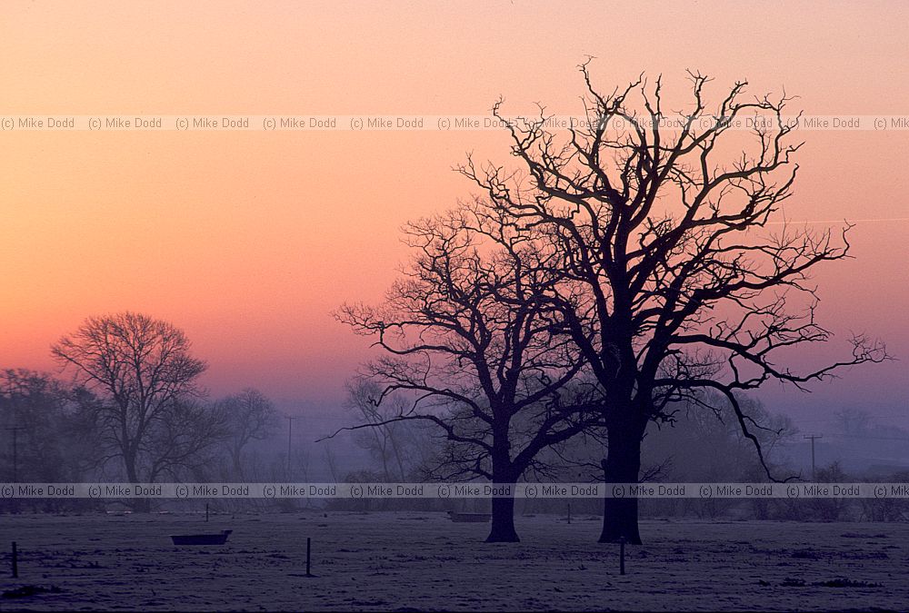 Sunrise with oak trees and frost Sherbourne warwickshire