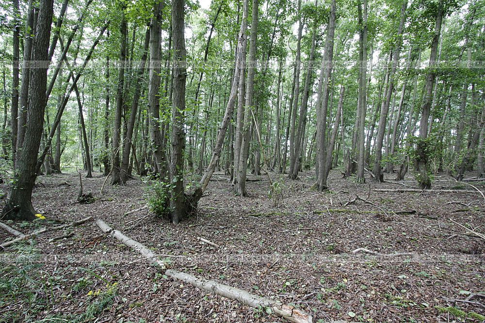 Alnus glutinosa Alder woodland for qtvr