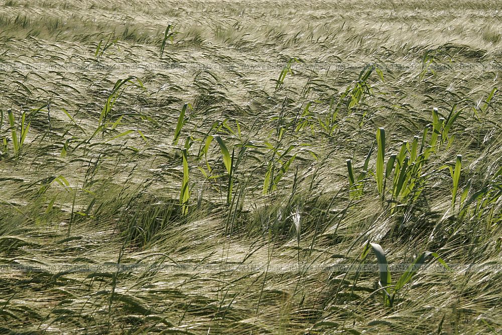 Barley crop still green