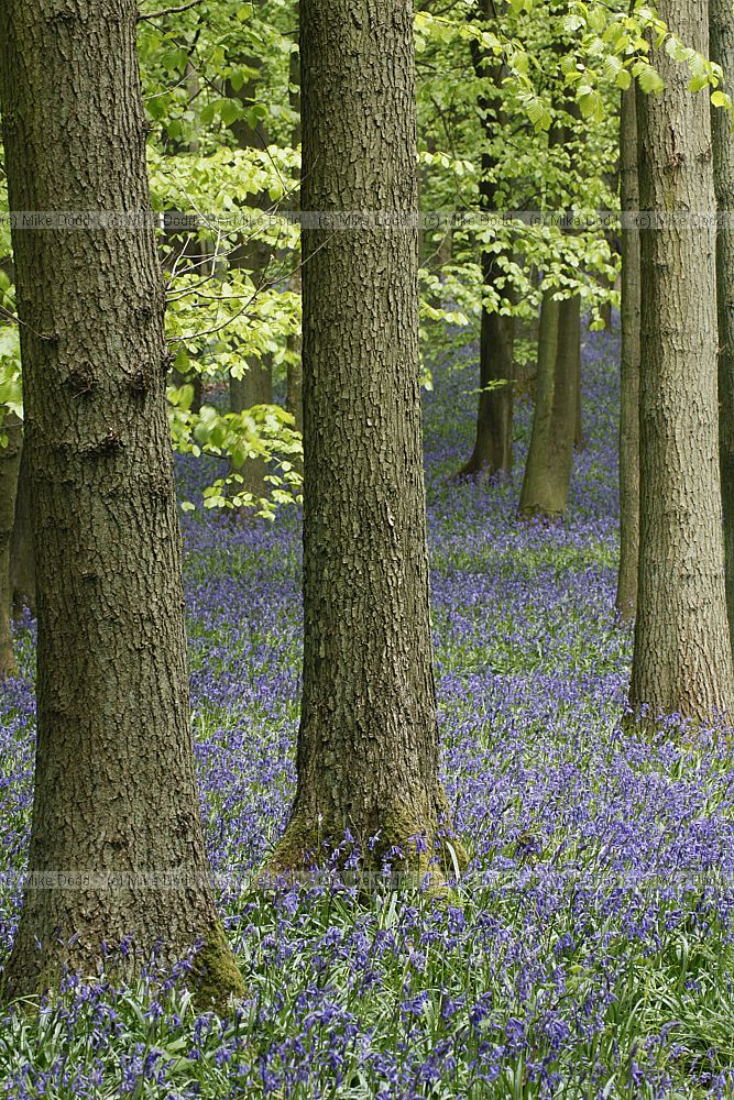 Beech Fagus sylvatica and bluebell woodland with some oak trees Quercus
