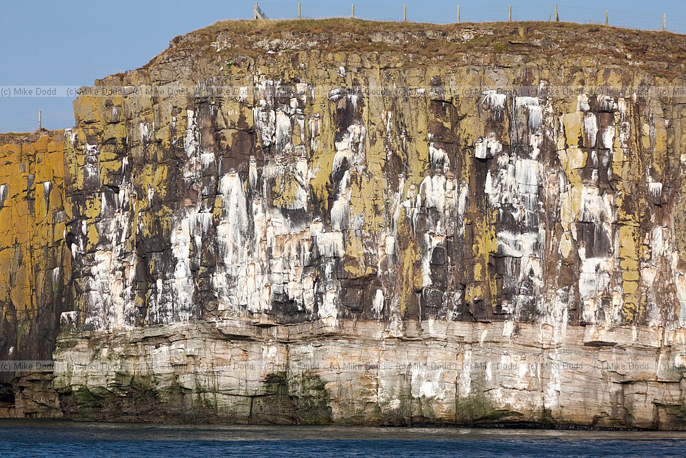 Great Whin Sill cliffs Dunstanburgh