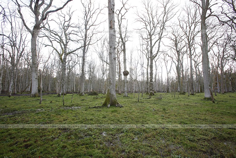 Dead oak (Quercus robur) trees caused by raised waterlevel are being turned into swamp
