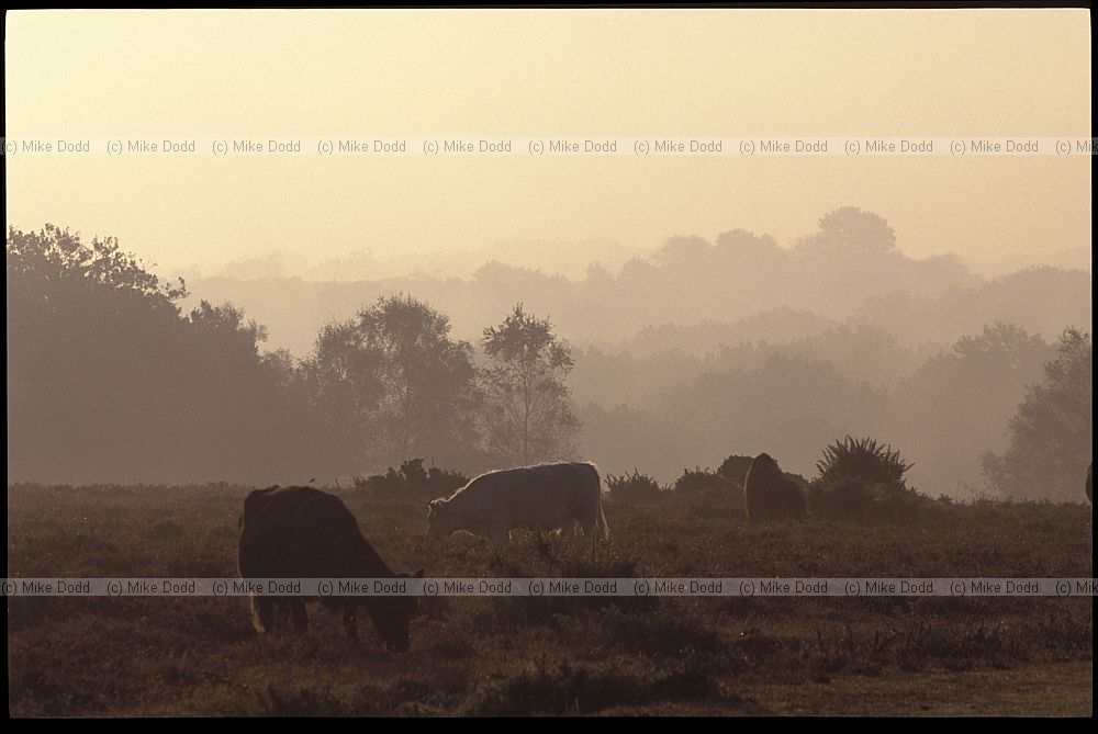 Dawn cattle New Forest