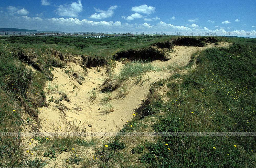 Dune blowout, Kenfig, S. Wales