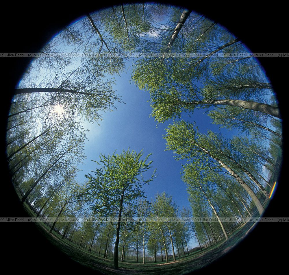 Willan poplar plantation and blue sky taken with fisheye lens