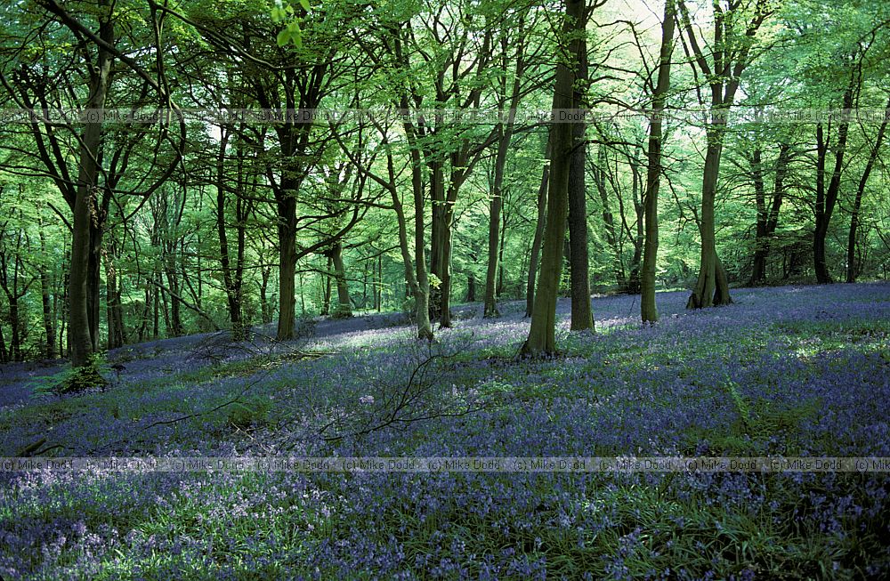 Bluebells beech wood Downe, Kent