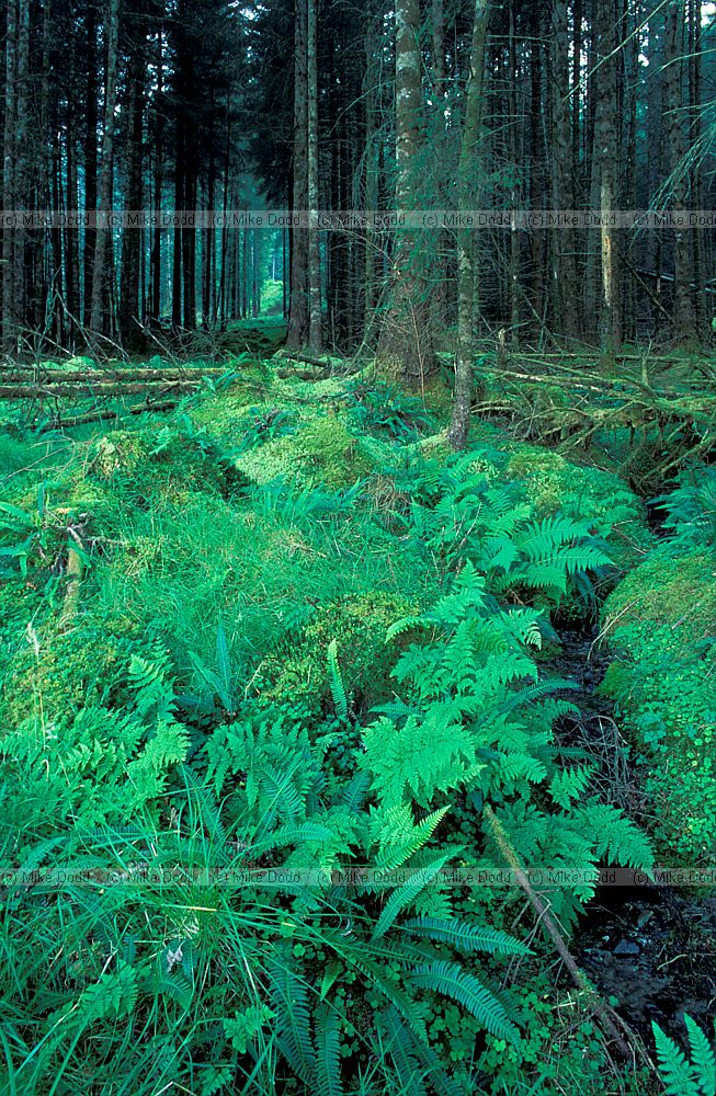 Ferns along drainage ditch in conifer plantation, Scotland