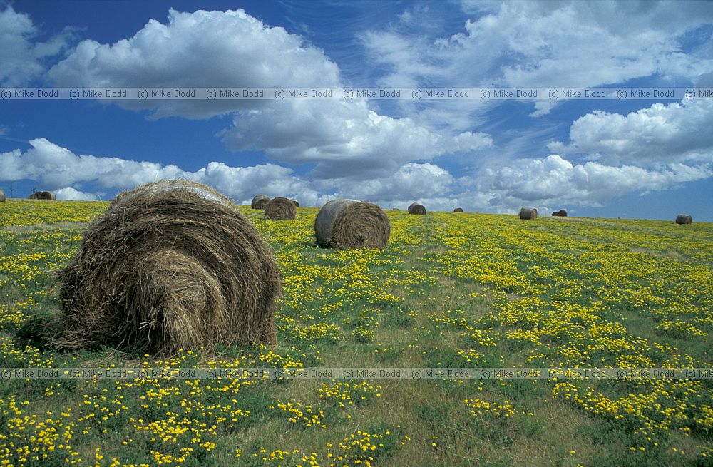 Hay bales south downs, Sussex.  High quality hay specially enriched with planted legumes and cirrus and cumulus clouds