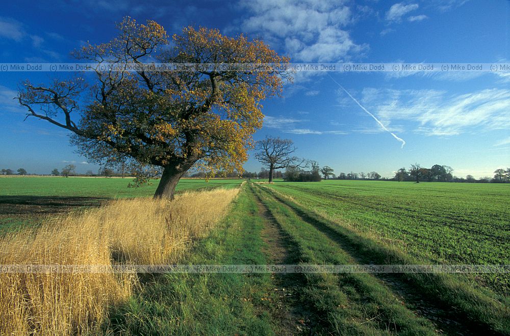 Farmland freshly sprouted cereal Oak tree autumn colour, Soulbury, Buckinghamshire